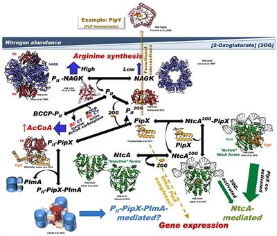 The PII-NAGK-PipX-NtcA Regulatory Axis of Cyanobacteria: A Tale of Changing Partners, Allosteric Effectors and Non-covalent Interactions